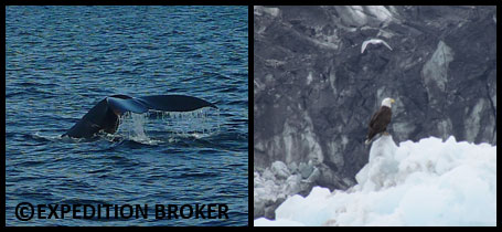 Humpback Whale & Eagle with Alaska Yacht and Expedition Broker