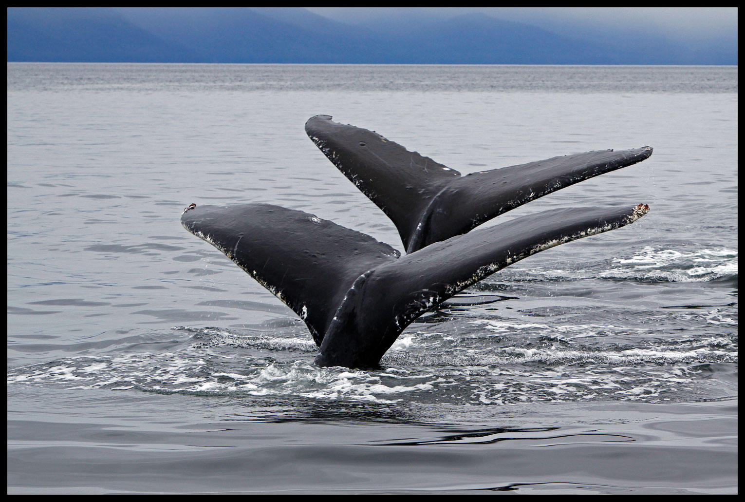 Humpback Whales Alaska Sailing Charter Yacht