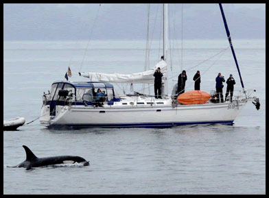 Orca Aboard SV Bob Alaska Sailing Charters