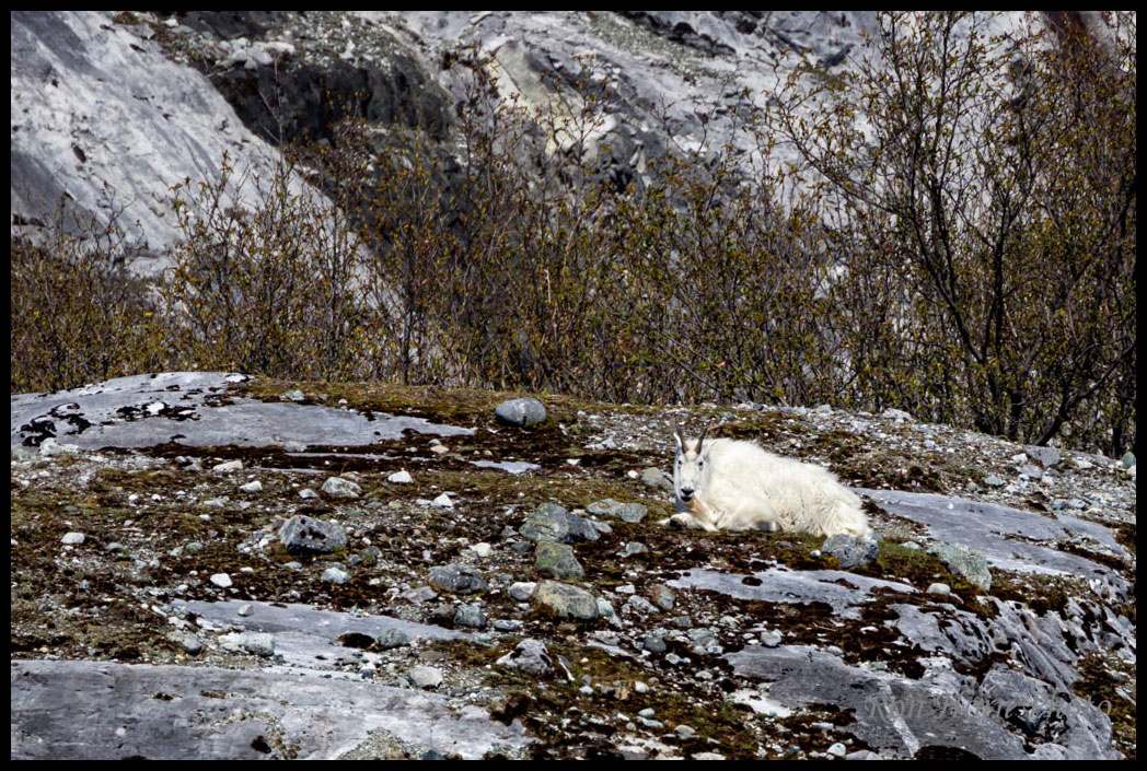 Mountain Goat Bill Glacier Bay National Park