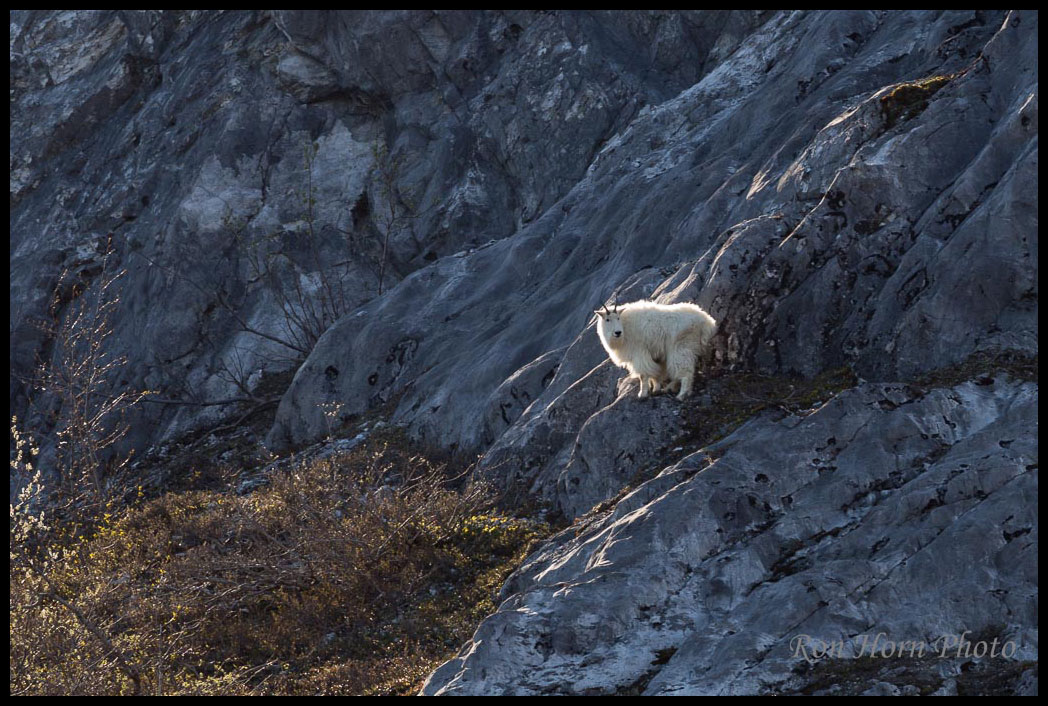 Mountain Goat Glacier Bay