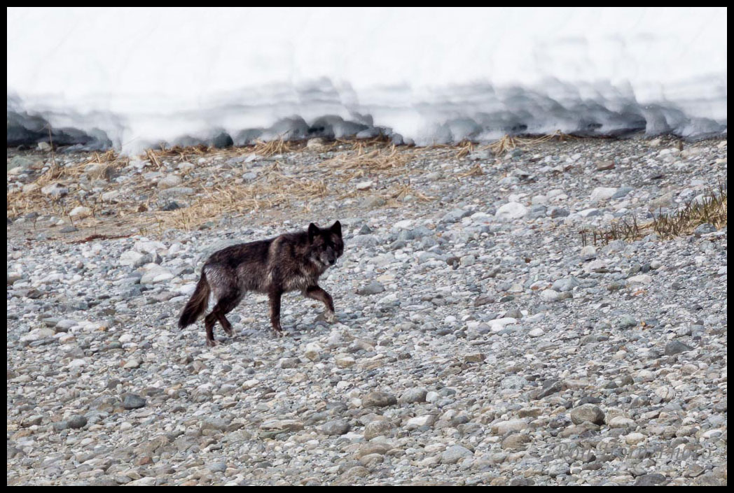 Wolf in Glacier Bay National Park