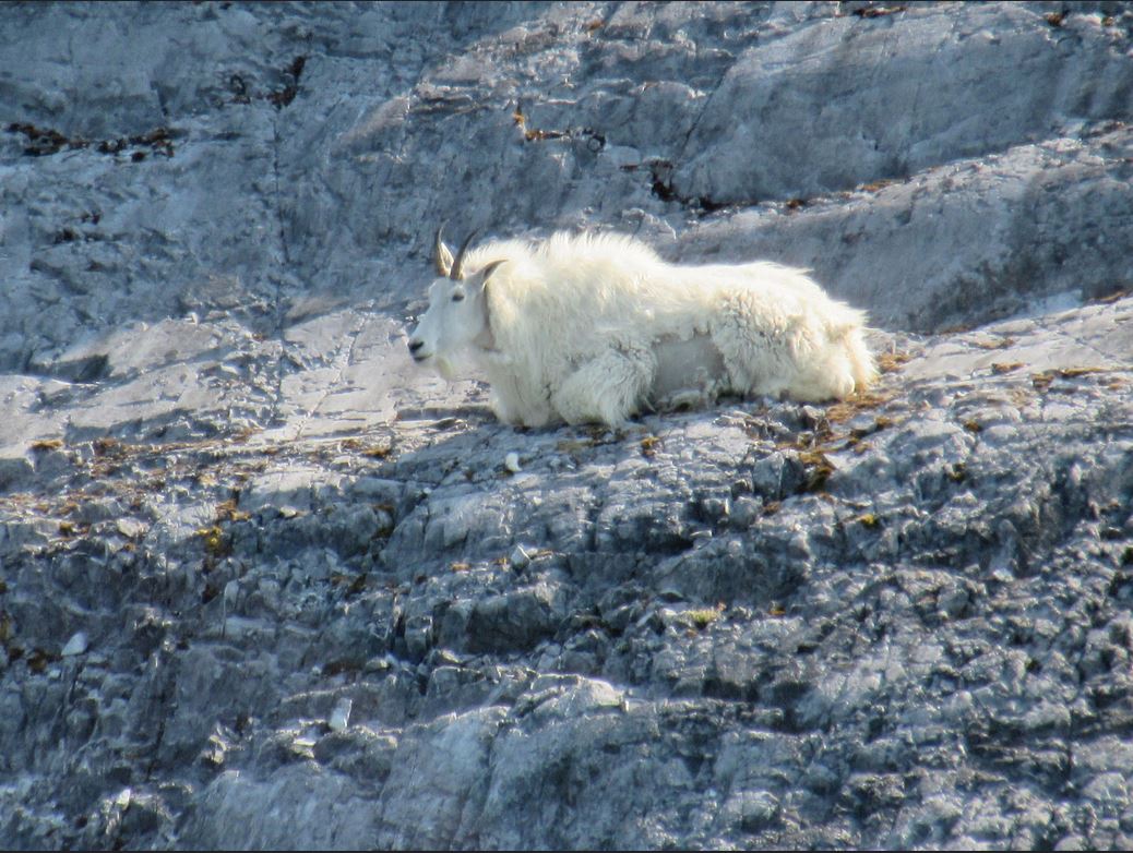 Mountain Goat in Glacier Bay National Park