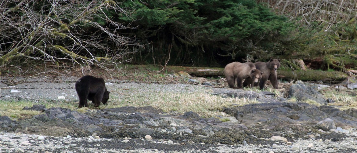 Southeast Alaska Brown Bears