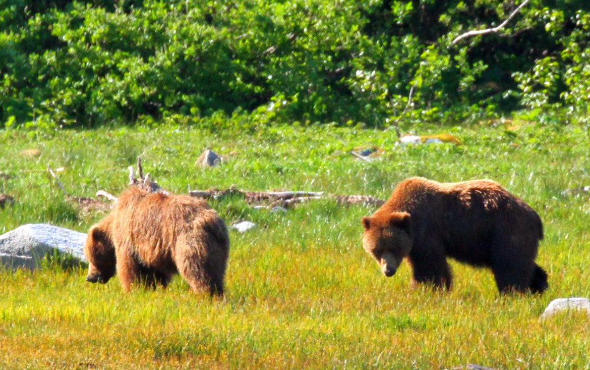 Spring Brown Bears in Southeast Alaska