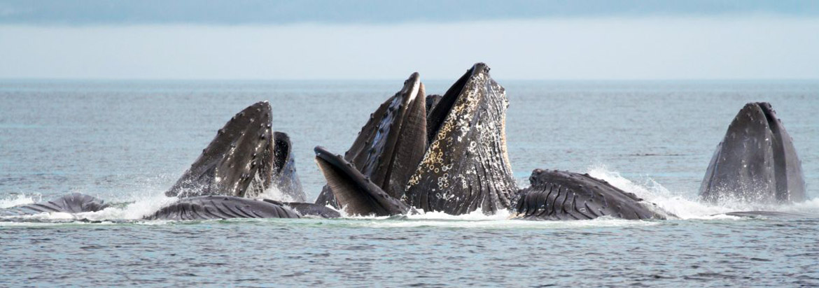 Humpback Whales Bubblenet feeding