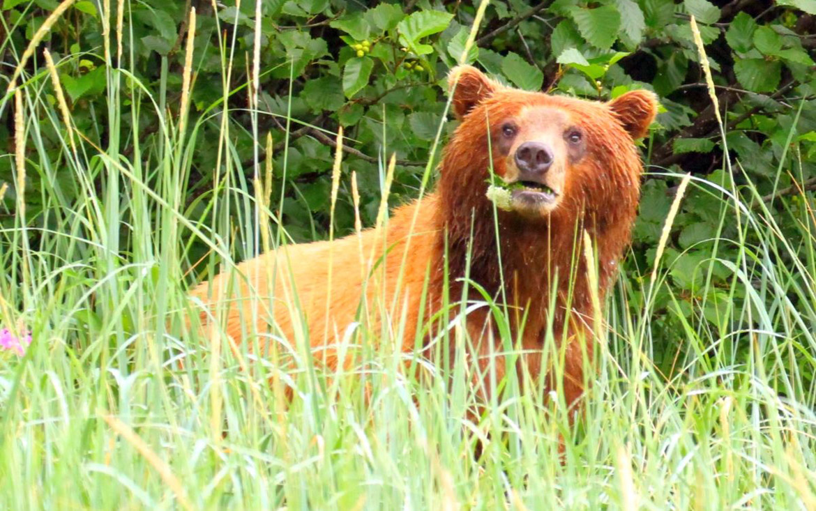 Spring Brown Bears on Alaska Yacht Charters